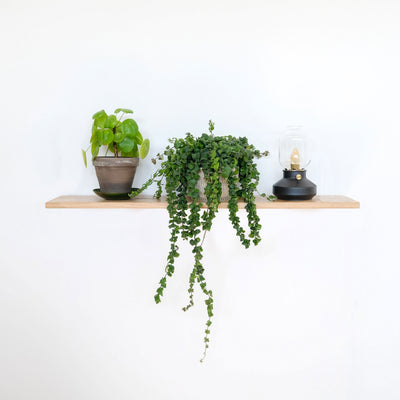 Set of 2 shelf brackets STEGLITZ